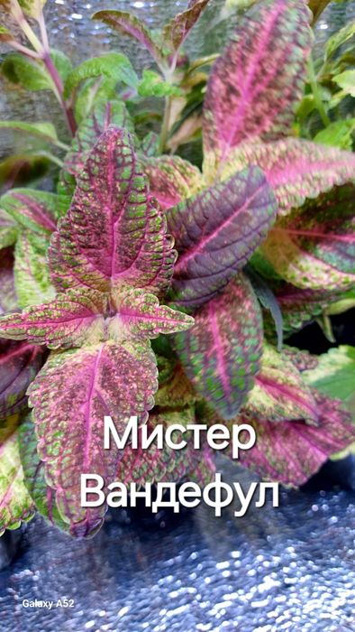 КОЛЕУСЫ. Листай карусель