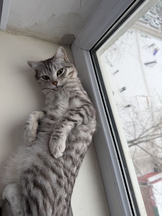 Британская кошка