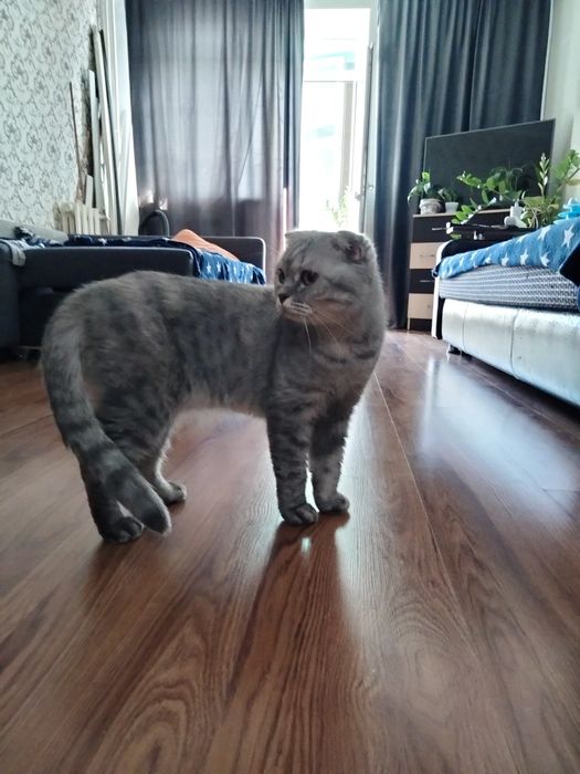Кошечка в добрые руки