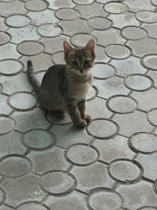Отдам кошку в хорошие руки
