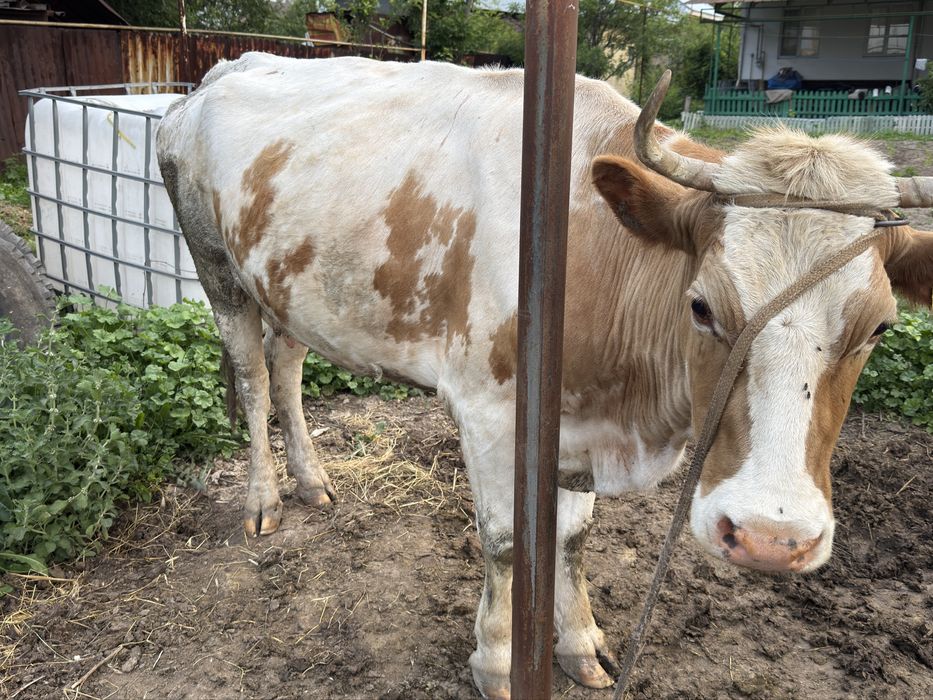 Продам корову на согым