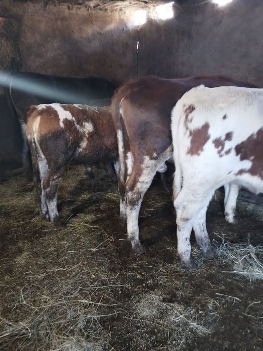 Vand 2 tauri bruni frumosi si 4 vitele