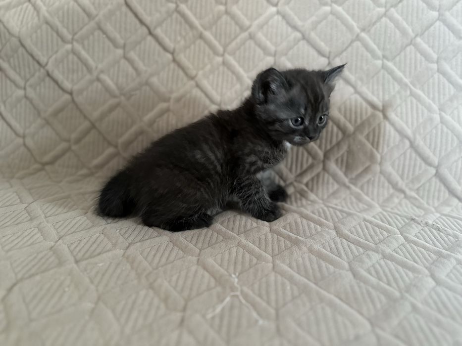 Два мальчика дымчатые