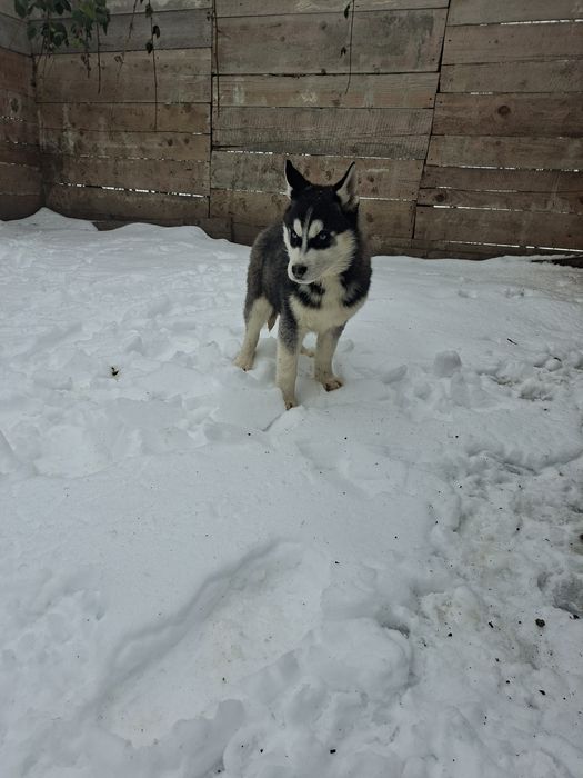 Mascul husky cu ochii albaștri