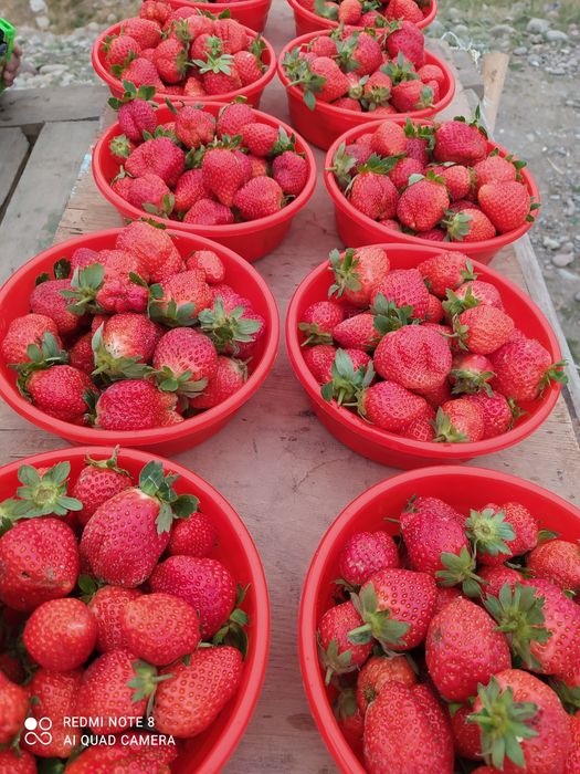 Даланиг кулпинайни бор беремениларга