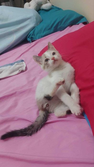 Маленький котенок