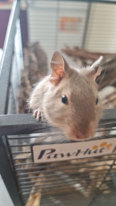 Veverițe Degu tinere