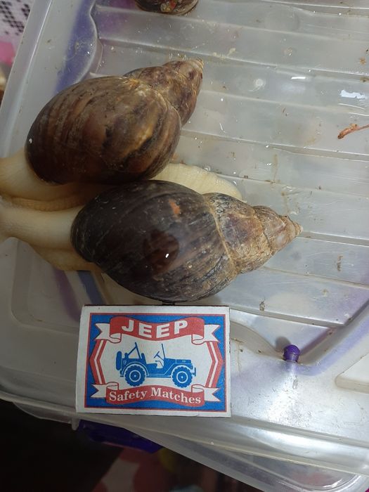 Ulitka sotiladi  6,7,8,9sm