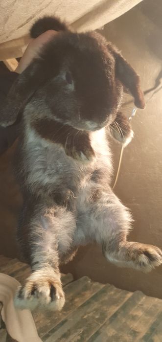 Карликовые кролики / karlik baran