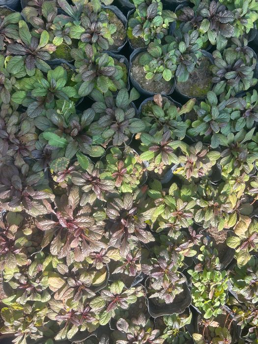 Живучка ( Аюга )