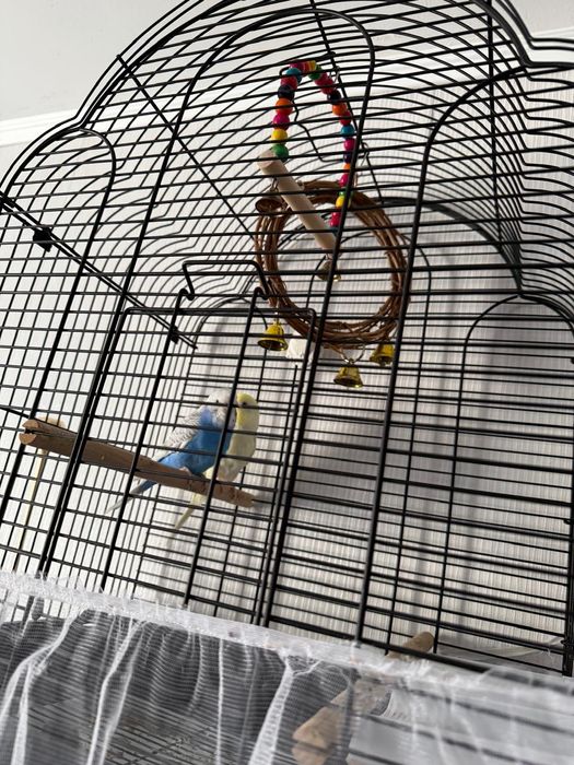 Продам клетку с попугаями
