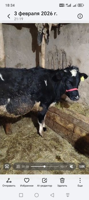 Пародали гунажин сотилади