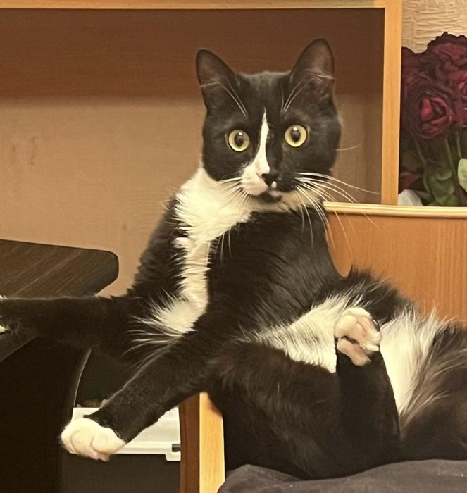 ищем доброго, любящего хозяина котику