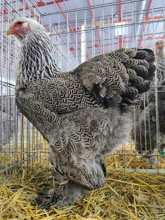 Vând ouă pentru incubat Brahma HI, BSO , Potarnichiu