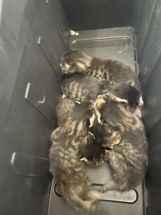 Damashniy mushuk , bolalari bilan