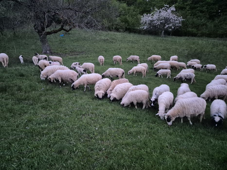 Oi bune bale si breze cumparate de la  crescători mari