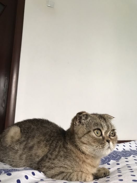Шотландская вислоухая кошка