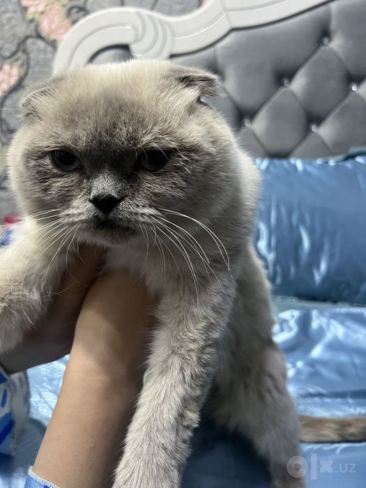 Шотландская вислоухая сотилади