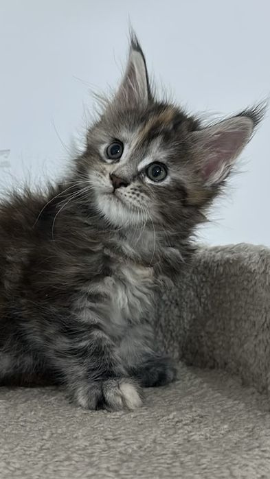 Котята продажа бронь питомник Мейн-Кун