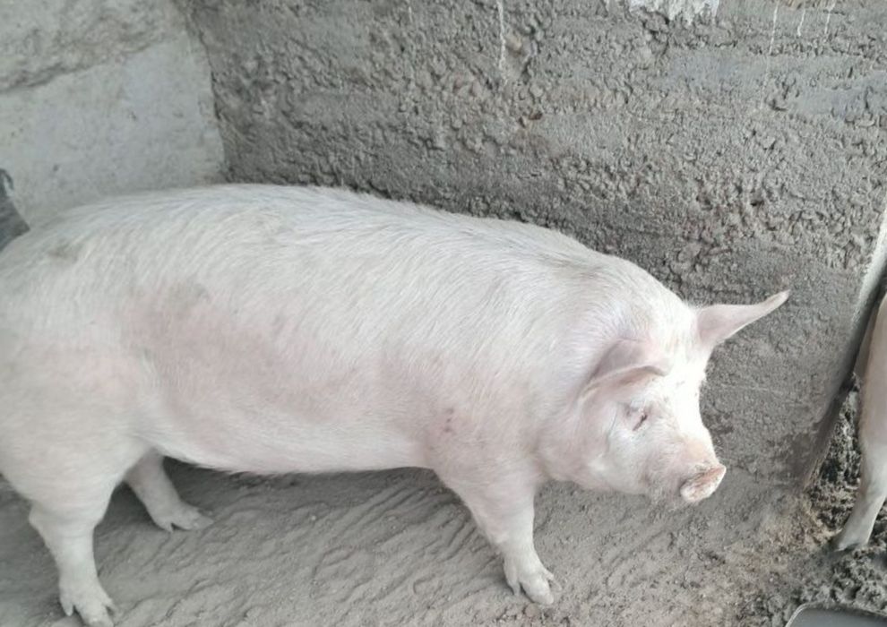 Продавам Прасета