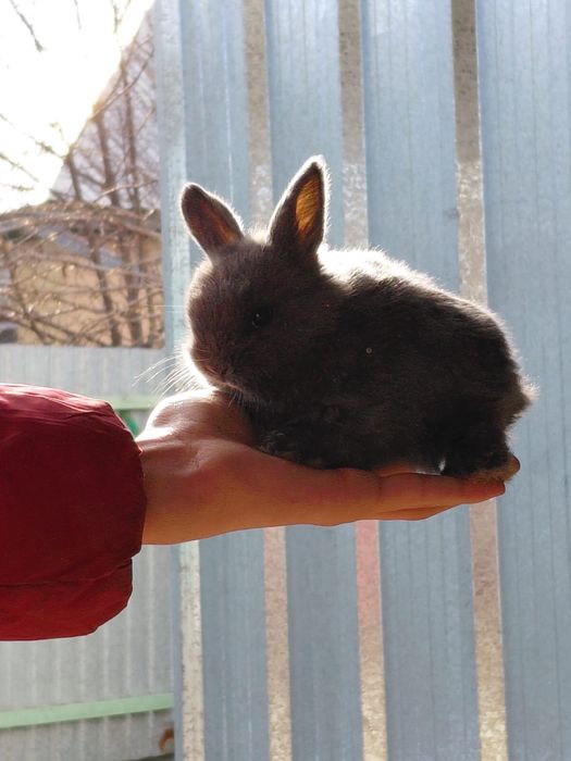 Продам декоративных кроликов