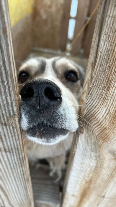 Ягодка ищет дом.