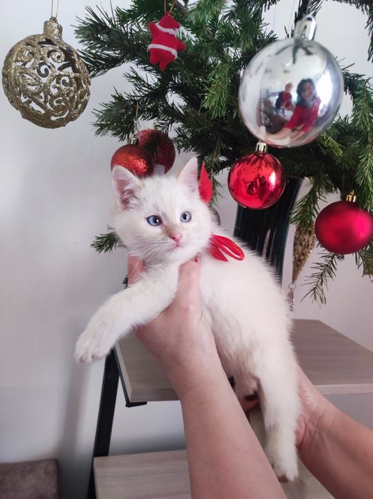 От мамы крысоловки