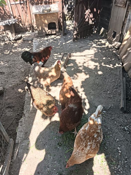 Familie găini și cocos