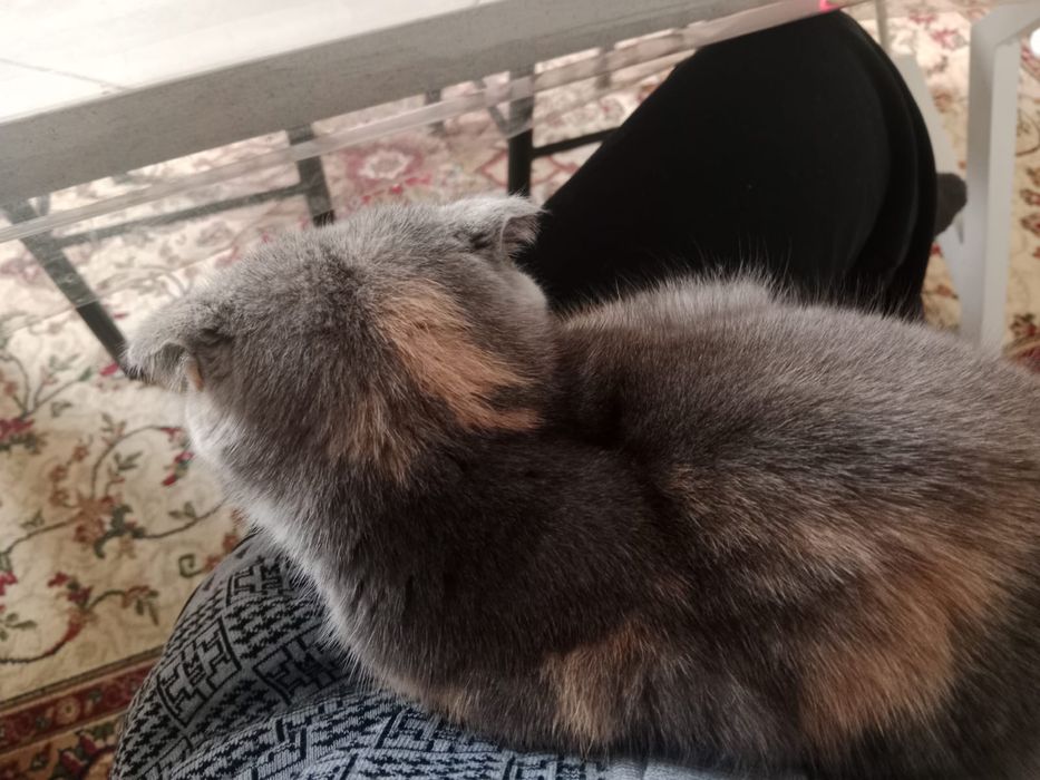 Кошка отдадим в хорошие руки