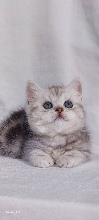 Продам шикарного котёнка