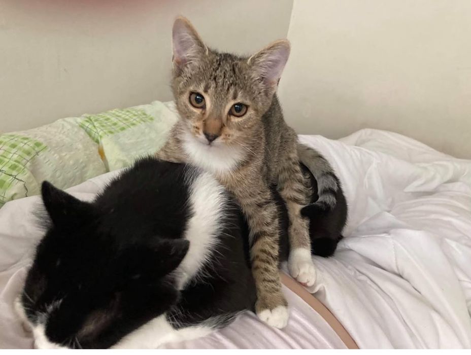 Pet sitter -pisici si caini