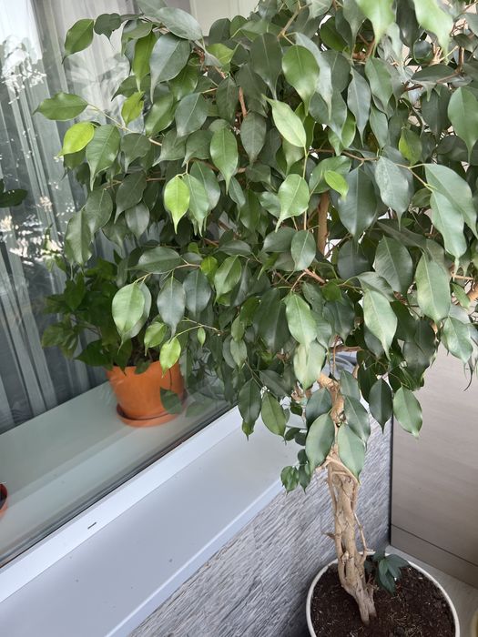 Продам напольный цветок Фикус