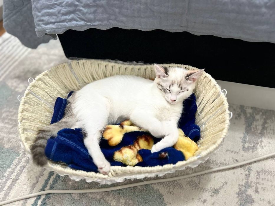 Отдам кошку, белом цвете