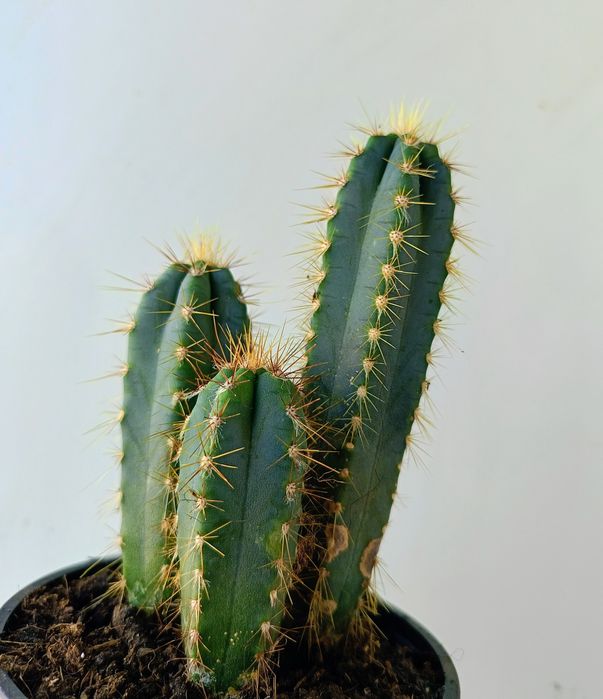 Саксия с кактуси "Син факел" (Pilosocereus pachycladus)