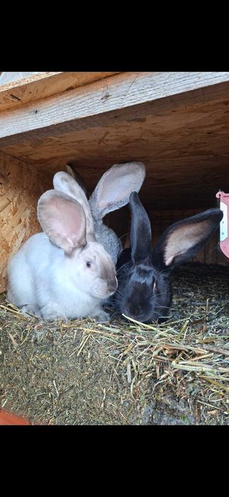 Iepuri de vanzare urias belgian