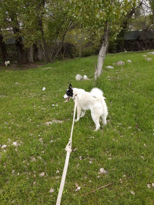 Лайка девушки лайка