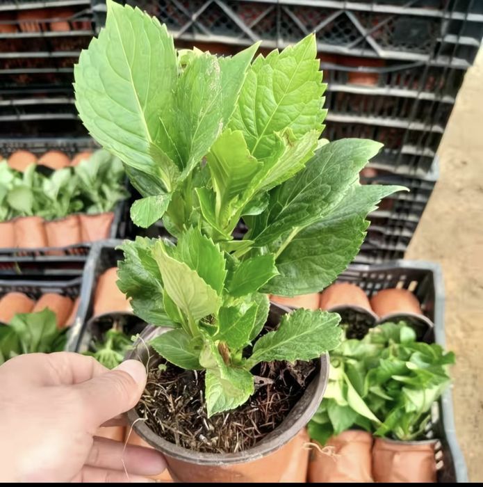 Продам ростки Гортензии, есть 20 видов,