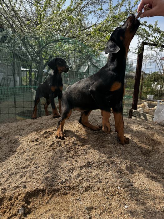 Срочно! Щенки доберма