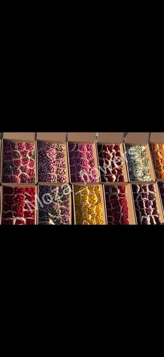 Тюльпаны Белорусские премиум