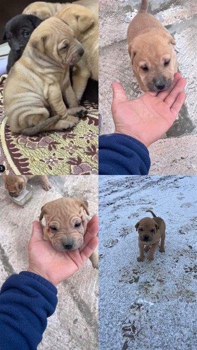 Сатылады Жаңаөзен