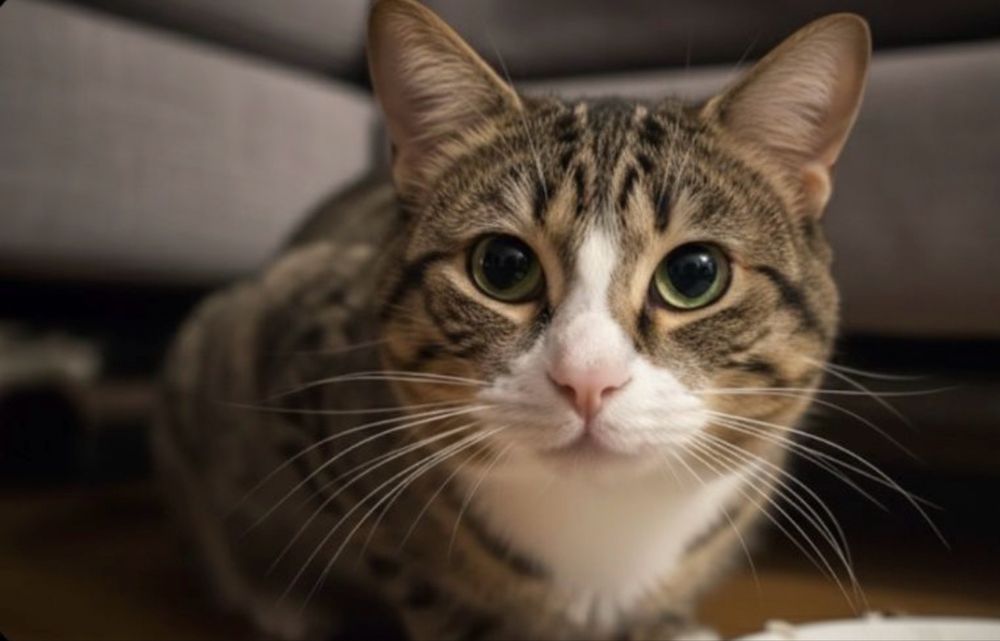 Adoptă-l pe TIGRI - batonul Twix