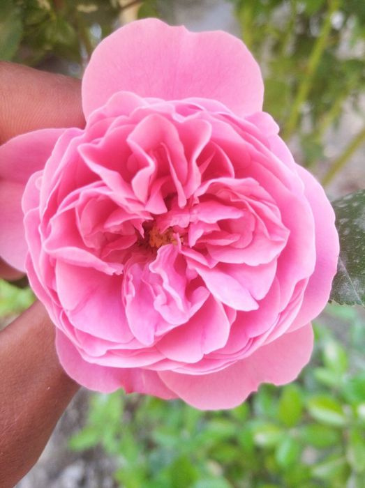 Pionavidni atirgullar