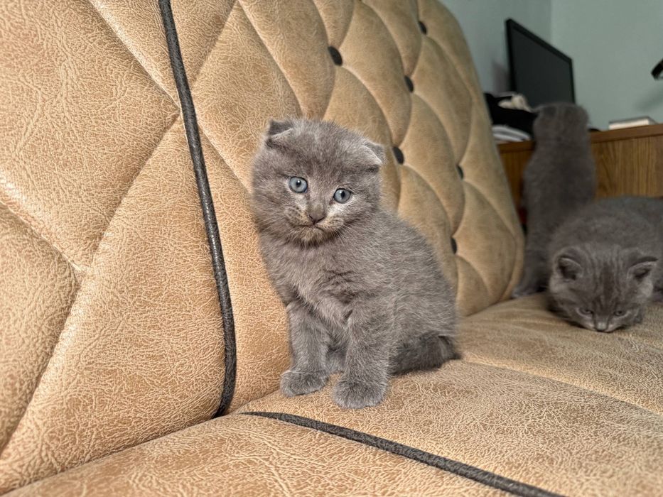 котенок скотиш фолд мальчик