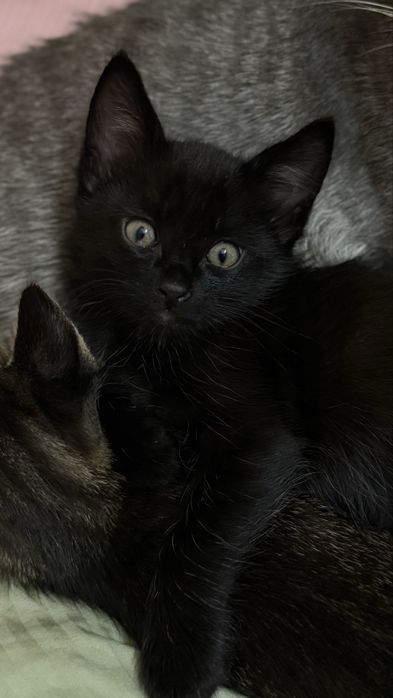 БЕСПЛАТНО, котята 1 мес