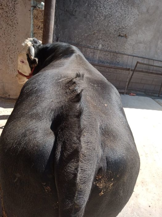 Курбандыкка 2 жасар букалар