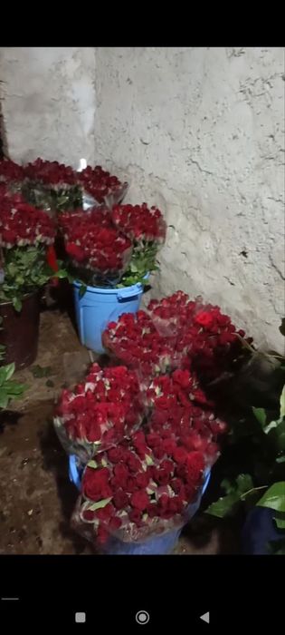 Сифатлик Атиргул кучатлари сотилади