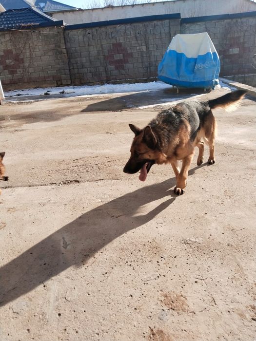 Собаки немецкой породы
