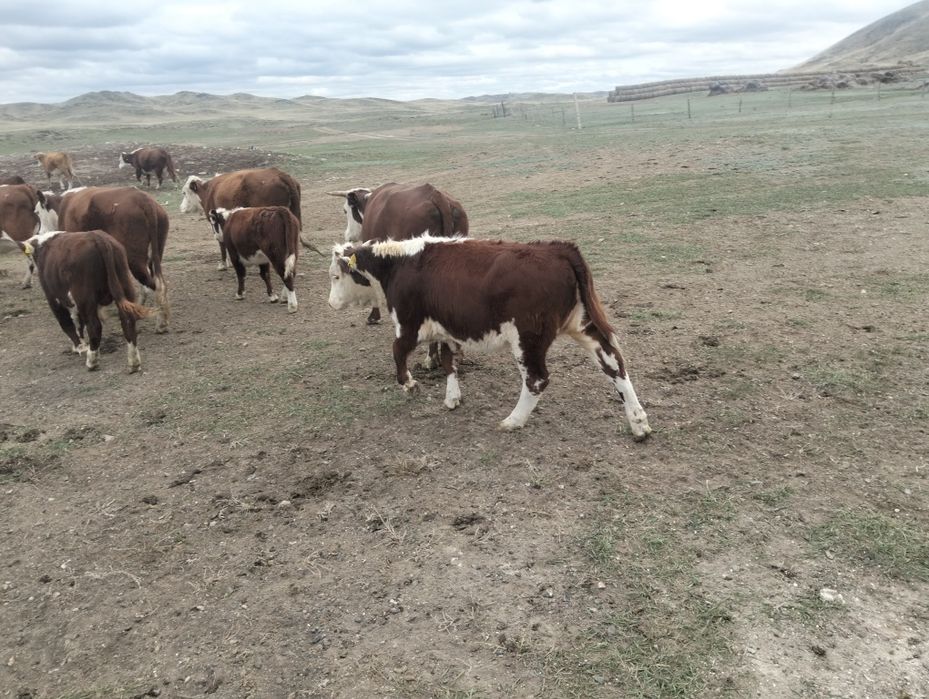 Соғымға подсос сатылады