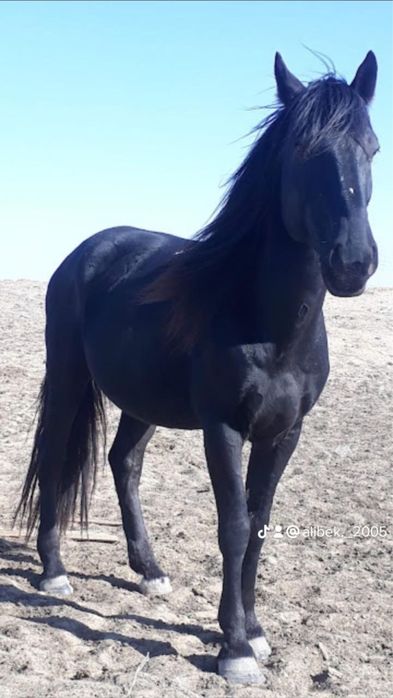 Үйір сатылады айғырымен