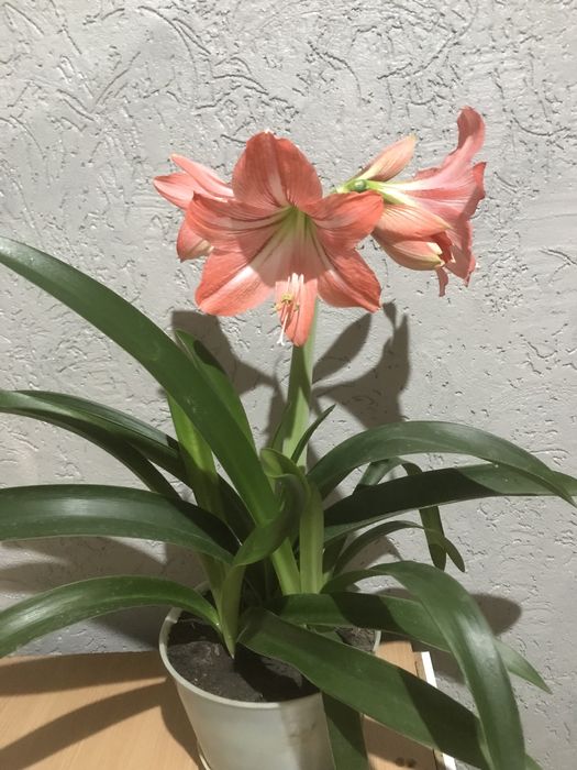 Продам комнатные цветы